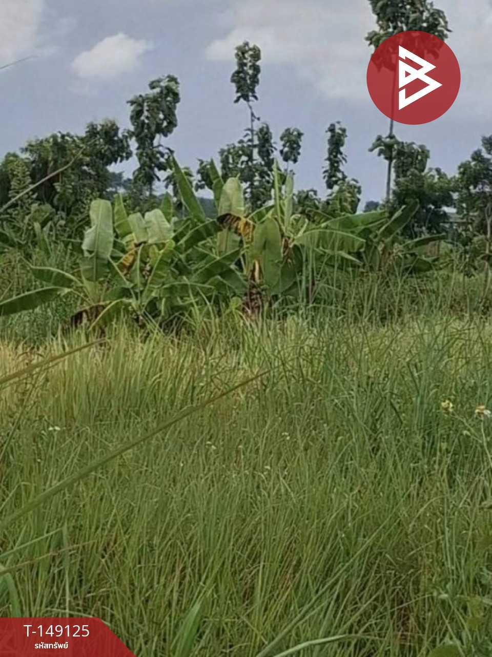 2 adjacent plots of land for sale, starting area 2 rai 95 sq m, Thoeng, Chiang Rai. – รูปที่ 4