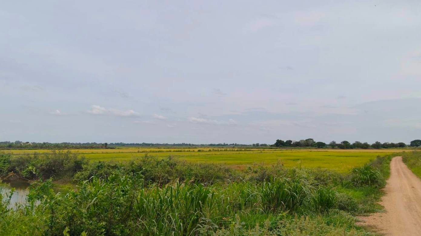Urgent sale, large plot of land. Phra Nakhon Si Ayutthaya Province, very cheap price, good location, not far from Bangkok. – รูปที่ 3