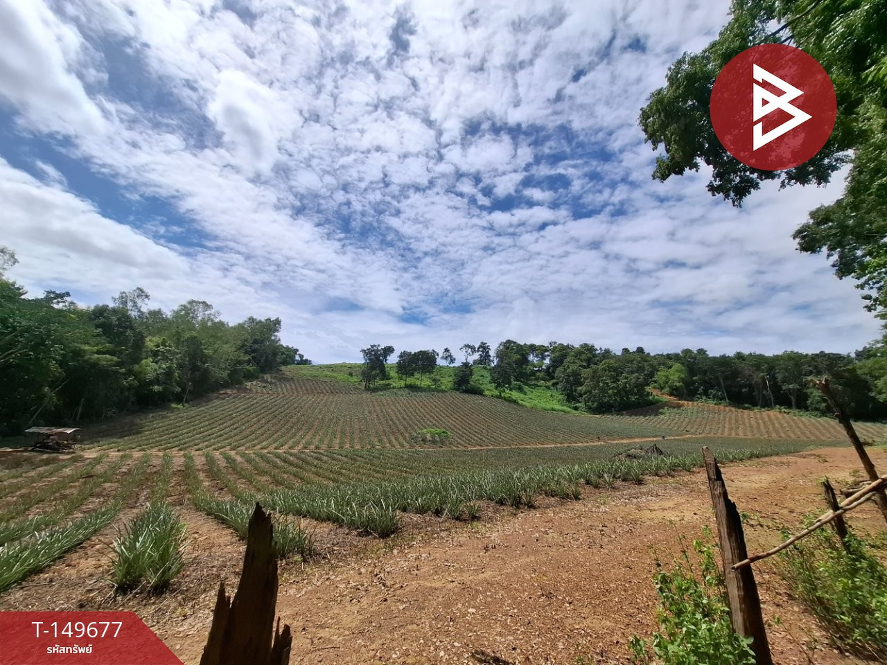 Land for sale, area 24 rai 2 ngan 84 sq m, Wiang Chiang Rung, Chiang Rai. – รูปที่ 4
