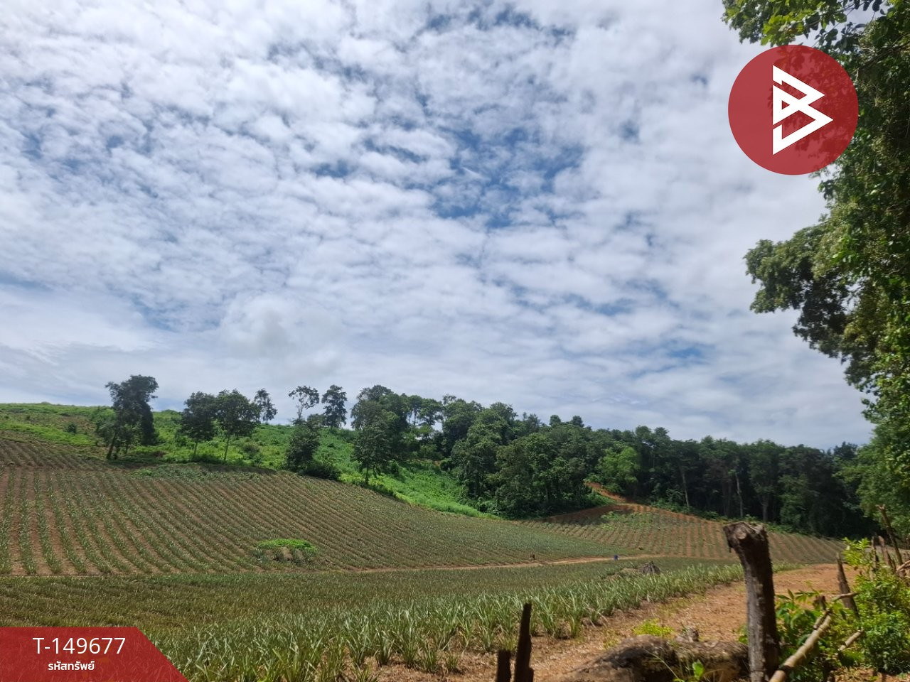 Land for sale, area 24 rai 2 ngan 84 sq m, Wiang Chiang Rung, Chiang Rai. – รูปที่ 3