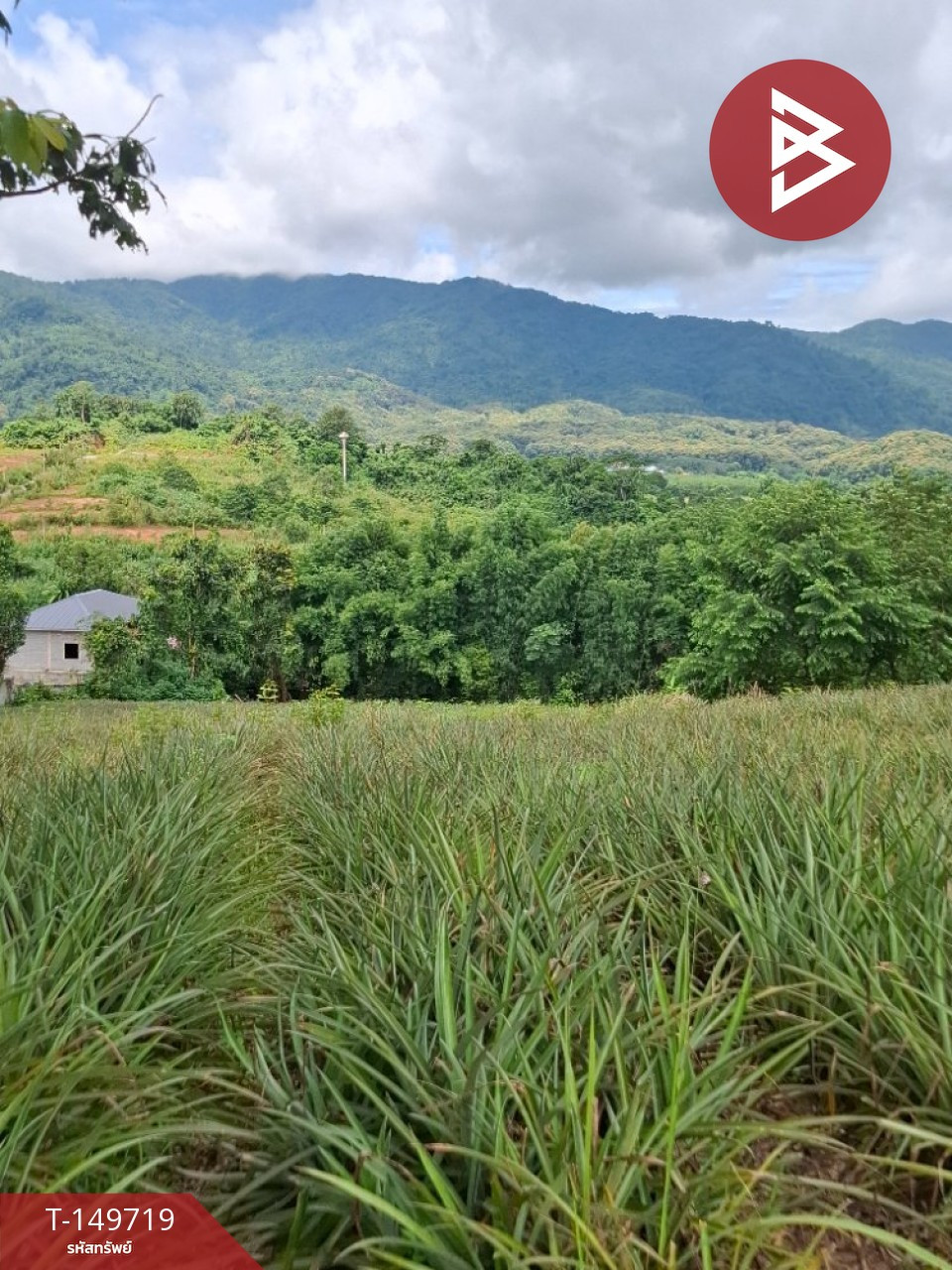 Land for sale, area 5 rai, Tha Sud, Chiang Rai. – รูปที่ 2
