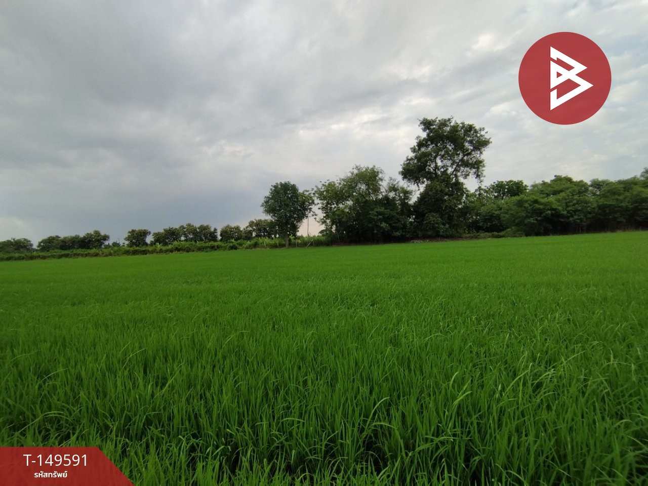 ขายที่ดิน เนื้อที่ 1 ไร่ คลอง 10 หนองเสือ ปทุมธานี – รูปที่ 2