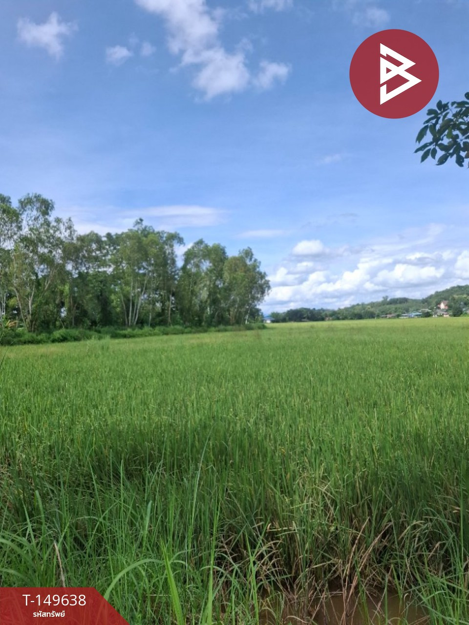ขายที่ดิน 20 ไร่ 63 ตารางวา เวียงเชียงรุ้ง เชียงราย – รูปที่ 3