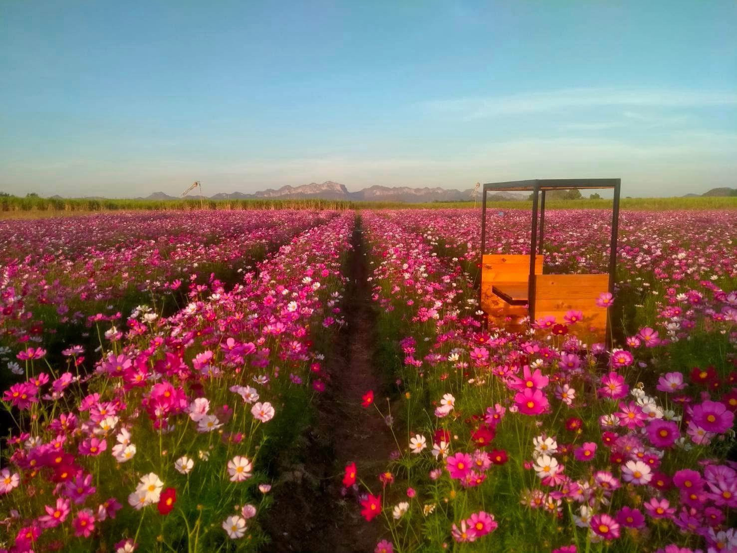 2 beautiful plots of land for sale, Kanchanaburi, Tha Muang, mountain view, used to be a flower garden, next to a paved road. – รูปที่ 4