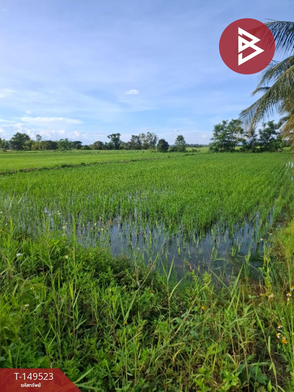 Land for sale, area 19 rai 1 ngan 51 square wa, Wiang Chiang Rung District, Chiang Rai, good location next to the road. – รูปที่ 2