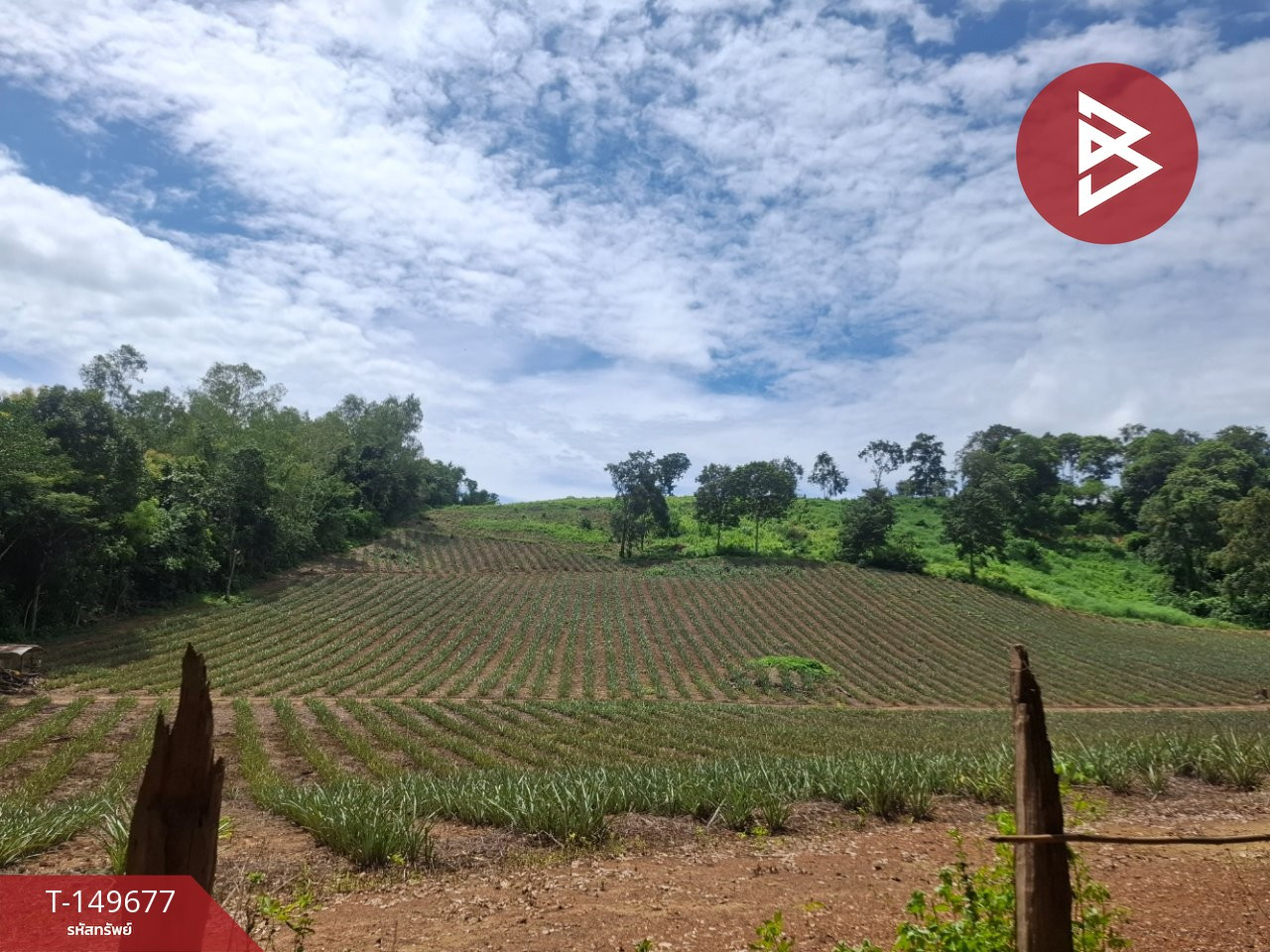 Land for sale, area 24 rai 2 ngan 84 sq m, Wiang Chiang Rung, Chiang Rai. – รูปที่ 2