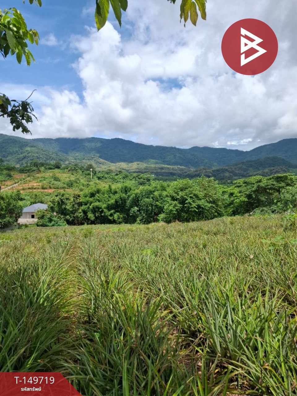 Land for sale, area 5 rai, Tha Sud, Chiang Rai. – รูปที่ 3