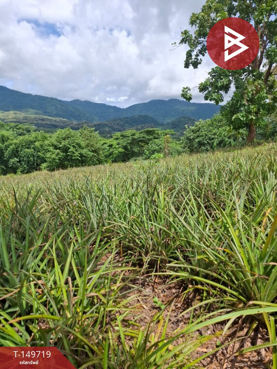 Land for sale, area 5 rai, Tha Sud, Chiang Rai. – รูปที่ 4