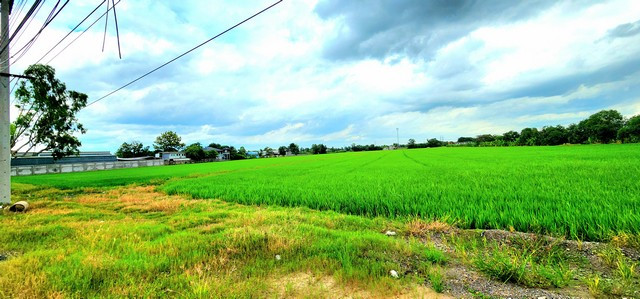ขายที่ดินติดถนนลาดยางเรียบคลองคลอง 7 รังสิตปทุมธานี 40 ไร่ – รูปที่ 3