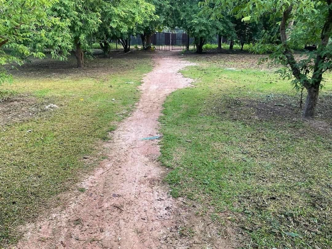 🌿 Selling for 5.5 million! Land with Thai house + fruit orchard, over 7 rai, Phrae Province | Transfer in half 🏡✨ 🌿 Selling for 5.5 million! Land with Thai house + fruit orchard, over 7 rai, Phrae Province | Transfer in half 🏡✨