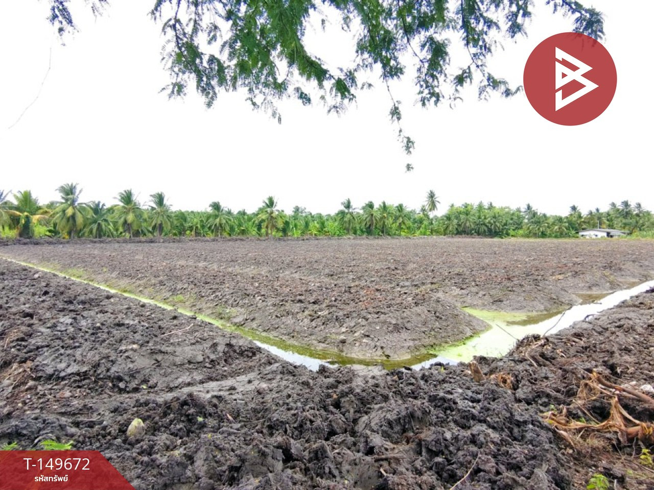 Agricultural land for sale, area 4 rai 1 ngan 61 square wah, Krathum Baen, Samut Sakhon – รูปที่ 3