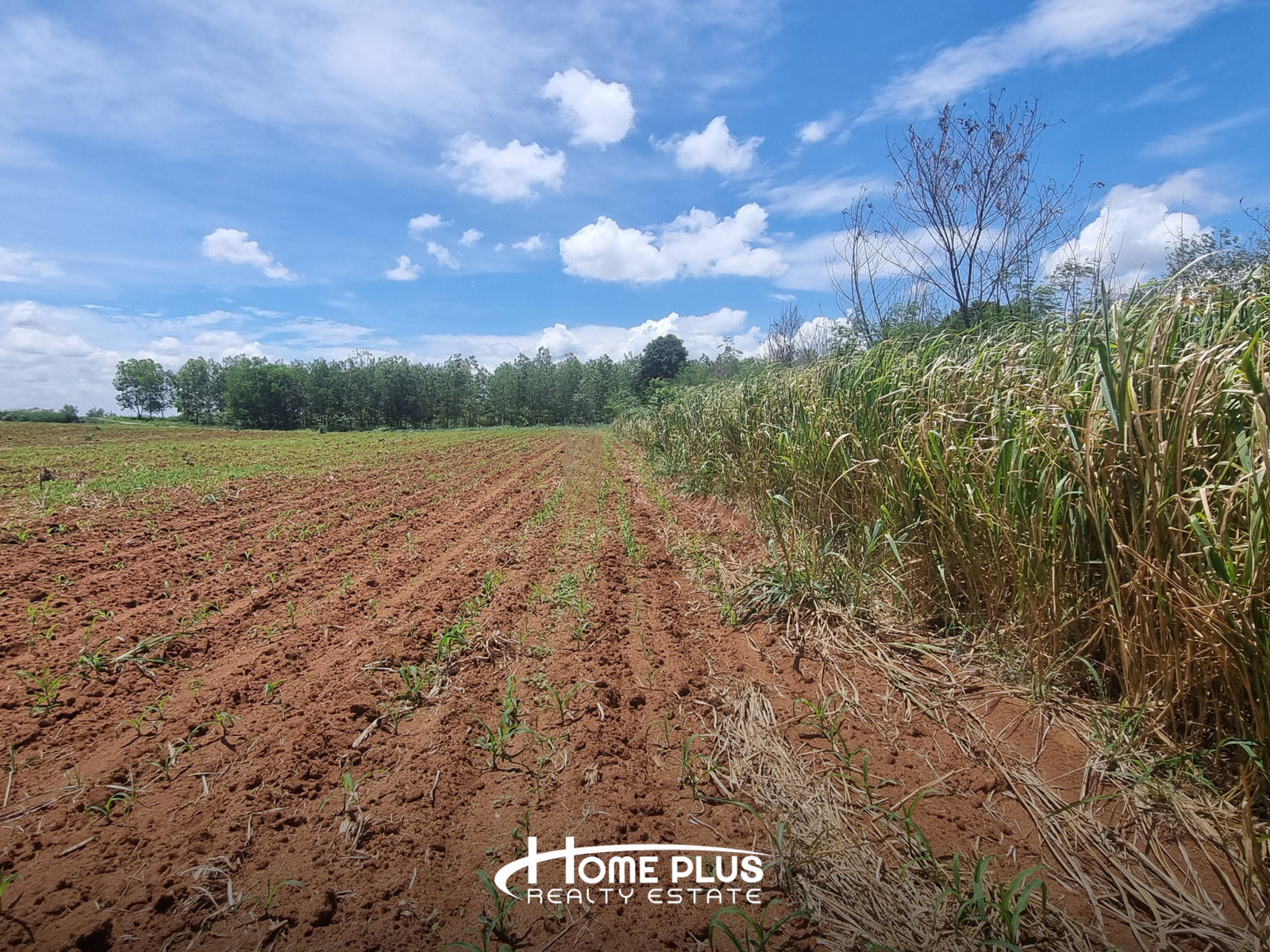 🌳 ขายที่ดิน 1 ไร่ 54.8 ตร.ว. ติดทางหลวง M6 ขนงพระ ปากช่อง นครราชสีมา – รูปที่ 3
