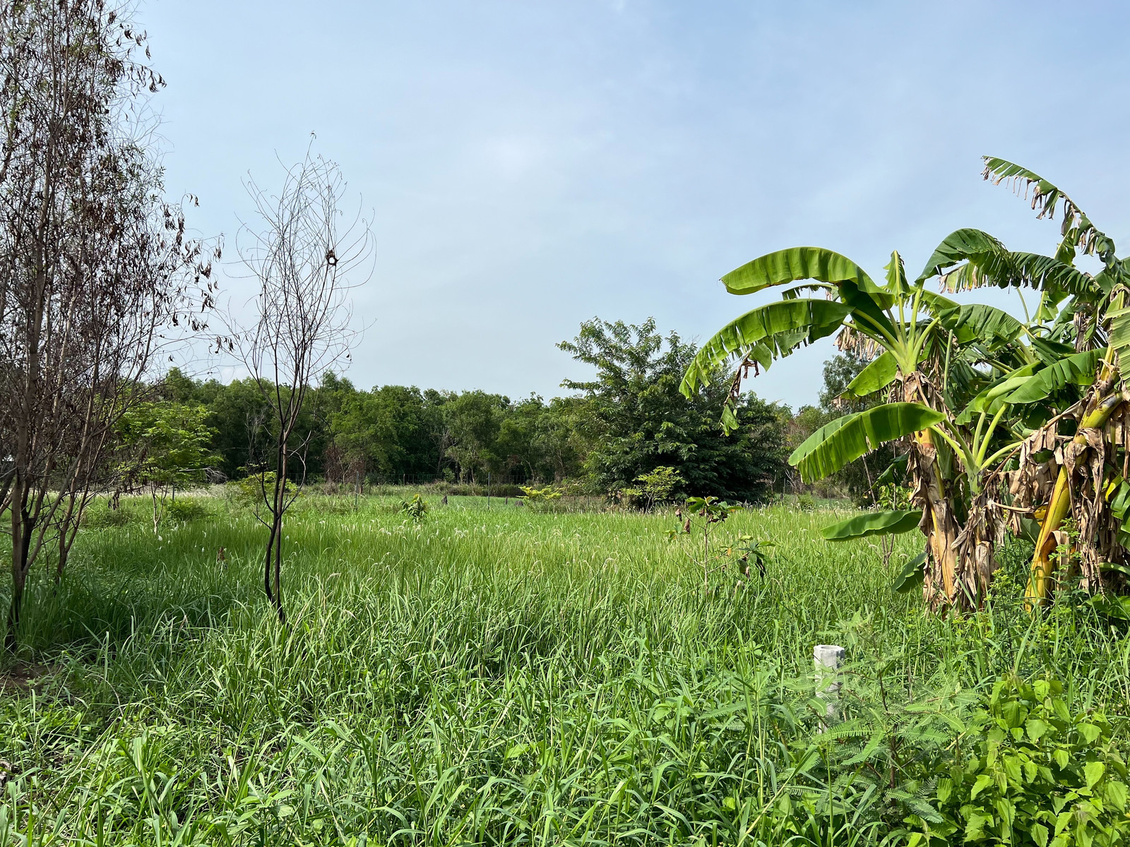 Land for sale, 2 rai, beautiful plot, located in Soi Khlong 6, accessible to both Lam Luk Ka and Rangsit sides. Villages are starting to come in in this zone.