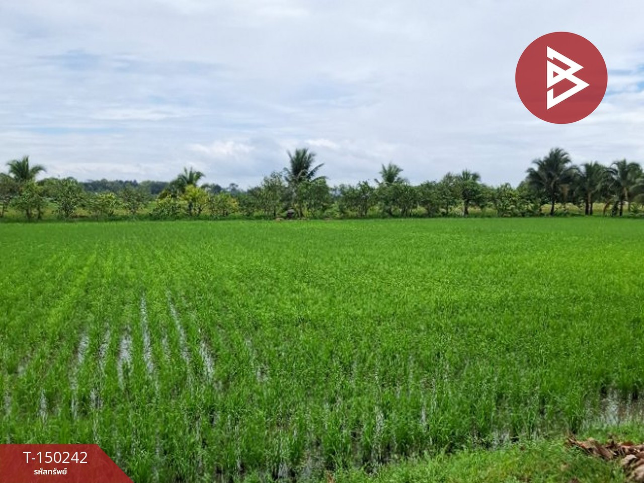 ขายที่ดิน เนื้อที่ 18 ไร่ 2 งาน 3 ตร.วา เวียงเชียงรุ้ง เชียงราย – รูปที่ 2