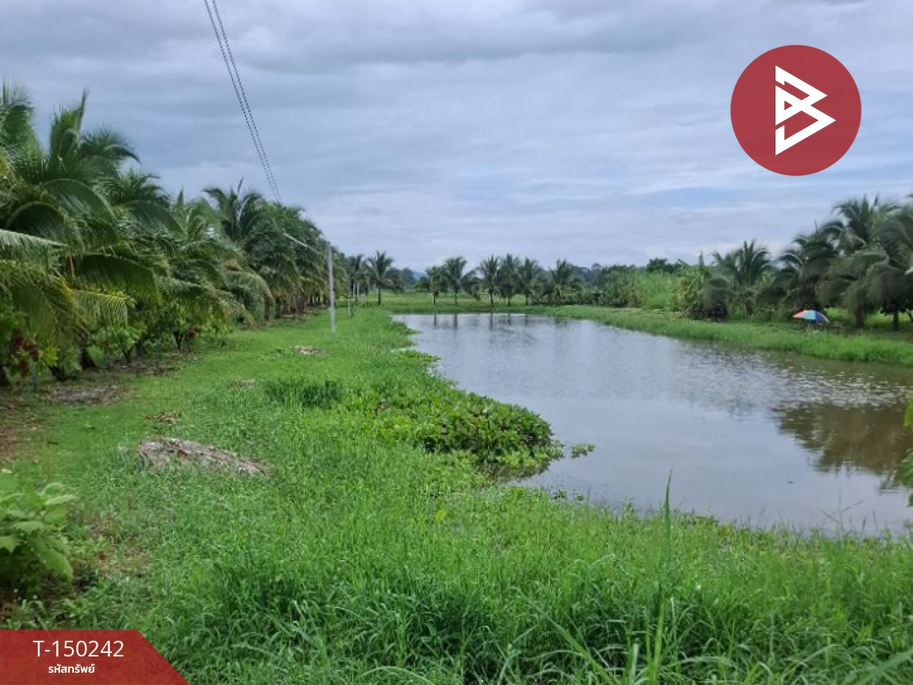 ขายที่ดิน เนื้อที่ 18 ไร่ 2 งาน 3 ตร.วา เวียงเชียงรุ้ง เชียงราย – รูปที่ 3