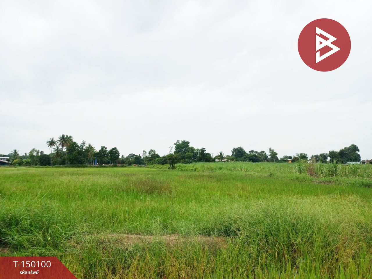 Land for sale, area 6 rai 3 ngan 52 sq m, Pa Makhap, Phichit Land for sale, area 6 rai 3 ngan 52 sq m, Pa Makhap, Phichit