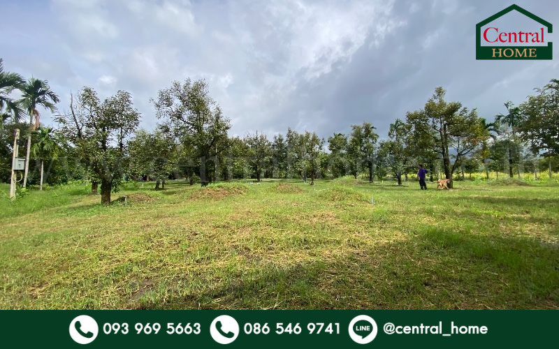 Durian orchard, Wang Saem, Chanthaburi