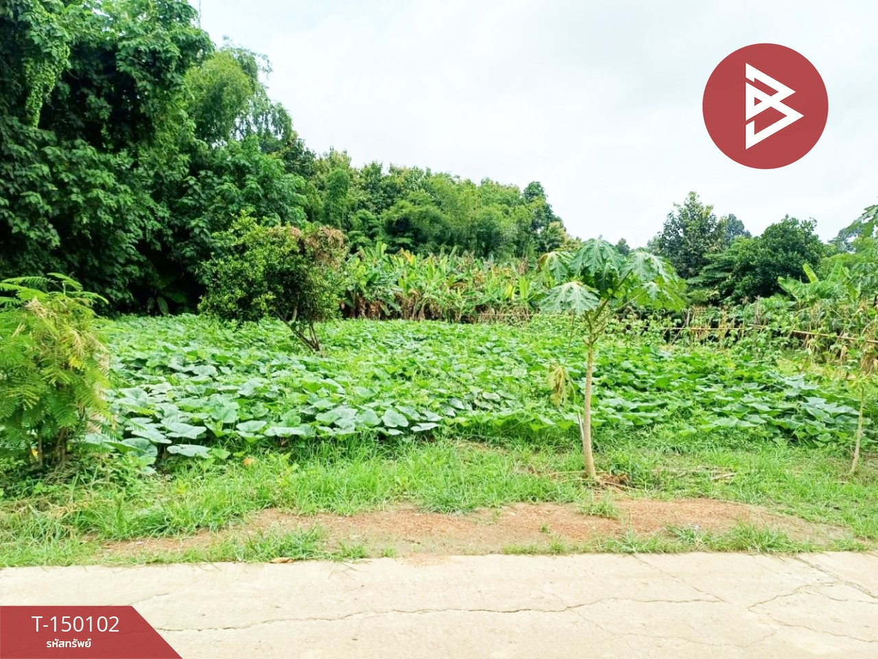 Land for sale, area 3 ngan, Yan Yao, Phichit. Land for sale, area 3 ngan, Yan Yao, Phichit.