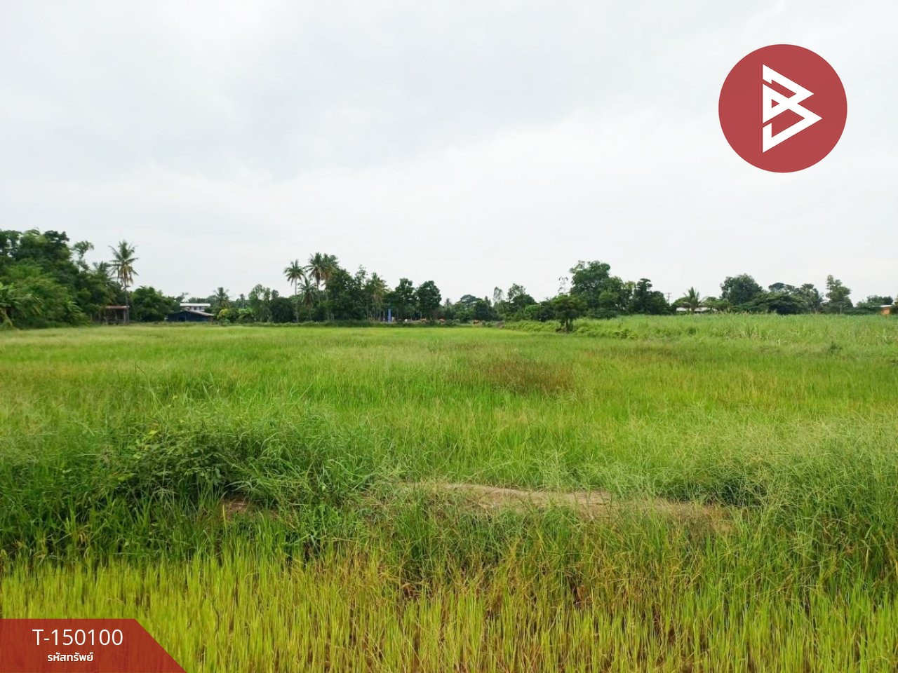 ขายที่ดิน เนื้อที่ 6 ไร่ 3 งาน 52 ตร.วา ป่ามะคาบ พิจิตร – รูปที่ 3