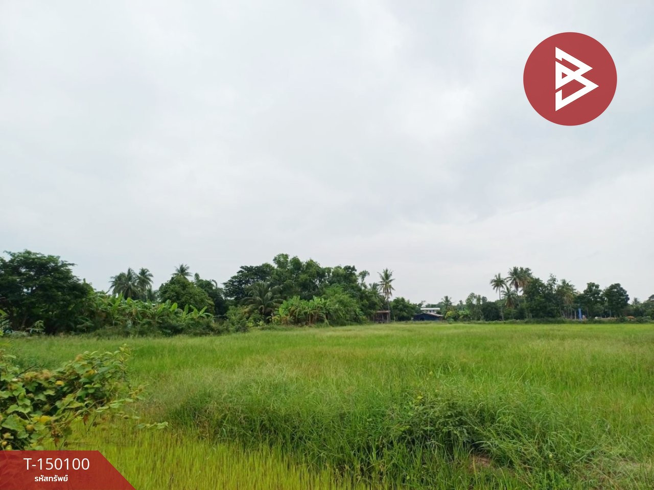 ขายที่ดิน เนื้อที่ 6 ไร่ 3 งาน 52 ตร.วา ป่ามะคาบ พิจิตร – รูปที่ 2