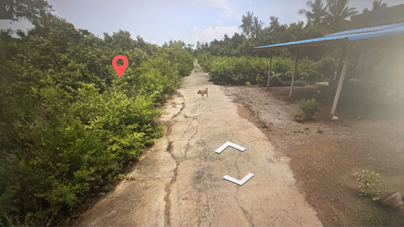 Land for sale in Lat Yai Subdistrict, Samut Songkhram (Ban Tawan Chak), area 226 sq m **. Near the main road only 270 meters and near Tawan Chak School only 400 meters, suitable for building a garden house, warehouse. – รูปที่ 4