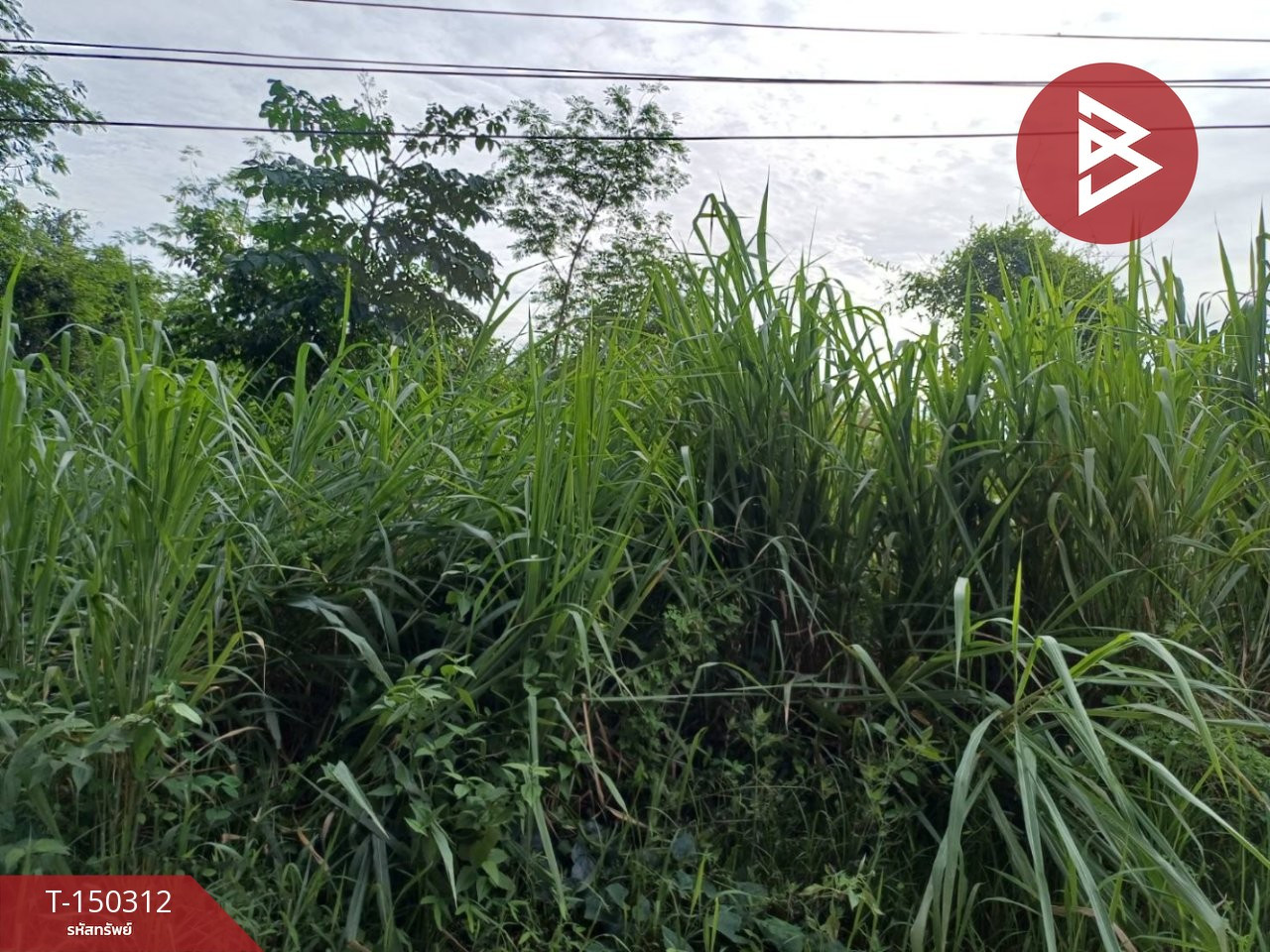 ขายที่ดิน เนื้อที่ 1 ไร่ 3 งาน 89 ตร.วา โพทะเล พิจิตร  – รูปที่ 3