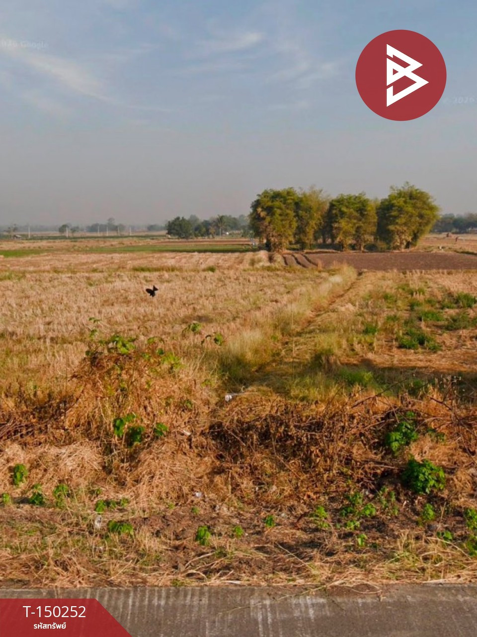 ขายที่ดิน เนื้อที่ 12 ไร่ 77 ตร.วา นางั่ว เพชรบูรณ์ – รูปที่ 3