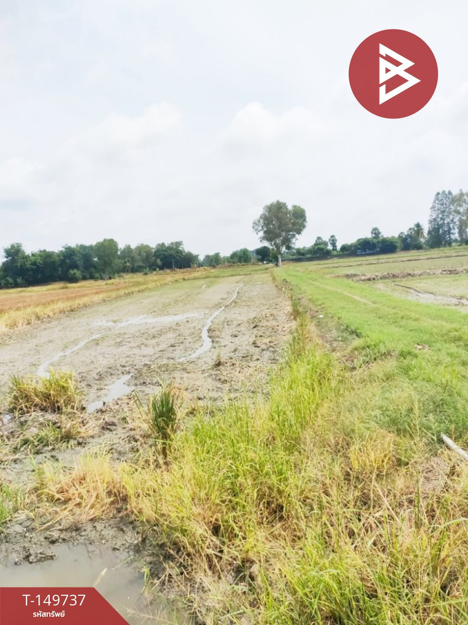 ขายที่ดิน เนื้อที่ 2 ไร่ 3 งาน 74 ตร.วา เก้าเลี้ยว นครสวรรค์ – รูปที่ 4