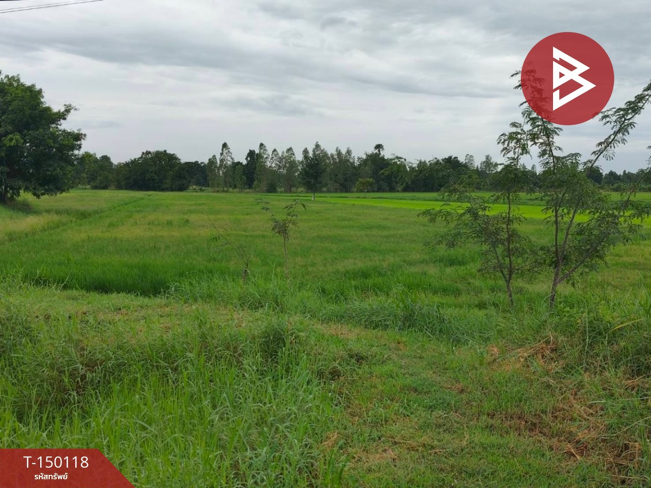 ขายที่ดิน เนื้อที่ 4 ไร่ 2 งาน 7.3 ตร.วา โกรกพระ นครสวรรค์ – รูปที่ 2