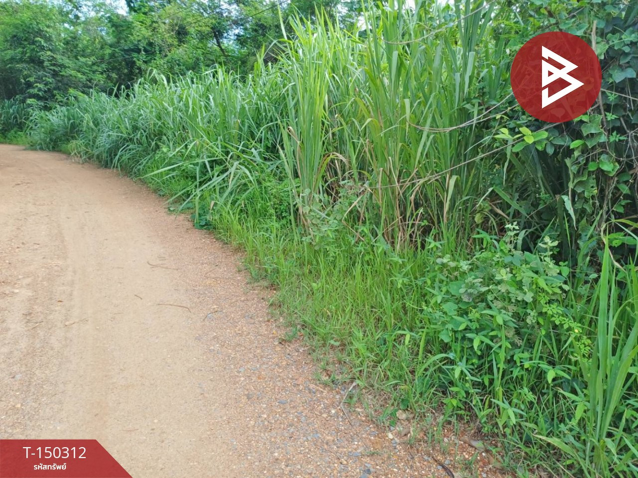 ขายที่ดิน เนื้อที่ 1 ไร่ 3 งาน 89 ตร.วา โพทะเล พิจิตร  – รูปที่ 4