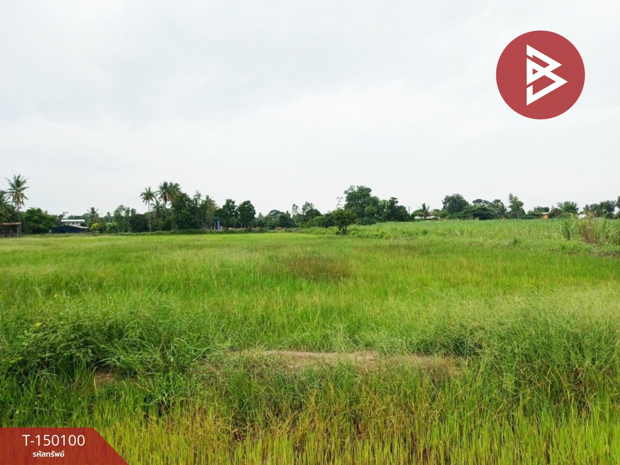 ขายที่ดิน เนื้อที่ 6 ไร่ 3 งาน 52 ตร.วา ป่ามะคาบ พิจิตร – รูปที่ 4