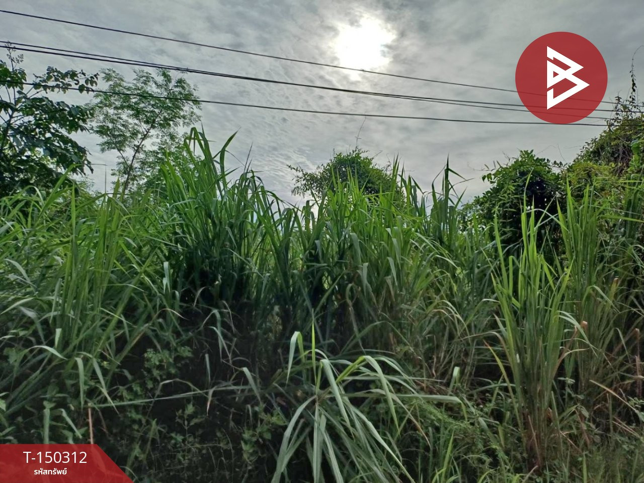 ขายที่ดิน เนื้อที่ 1 ไร่ 3 งาน 89 ตร.วา โพทะเล พิจิตร  – รูปที่ 2