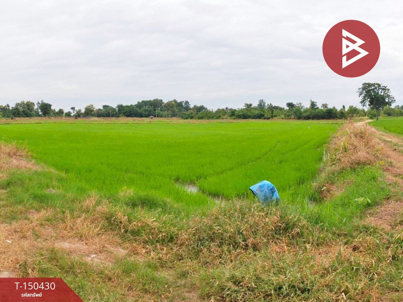 Land for sale, area 29 rai 91 sq m, Dong Charoen, Phichit.