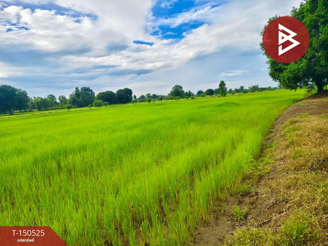 ขายที่ดิน เนื้อที่ 10 ไร่ ท่าตะโก นครสวรรค์ – รูปที่ 3