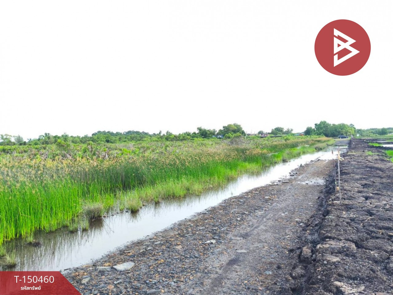 Empty land for sale, area 31 rai 1 ngan 55 square wah, Bang Kacha, Chanthaburi, near Ashram Din Village. – รูปที่ 4