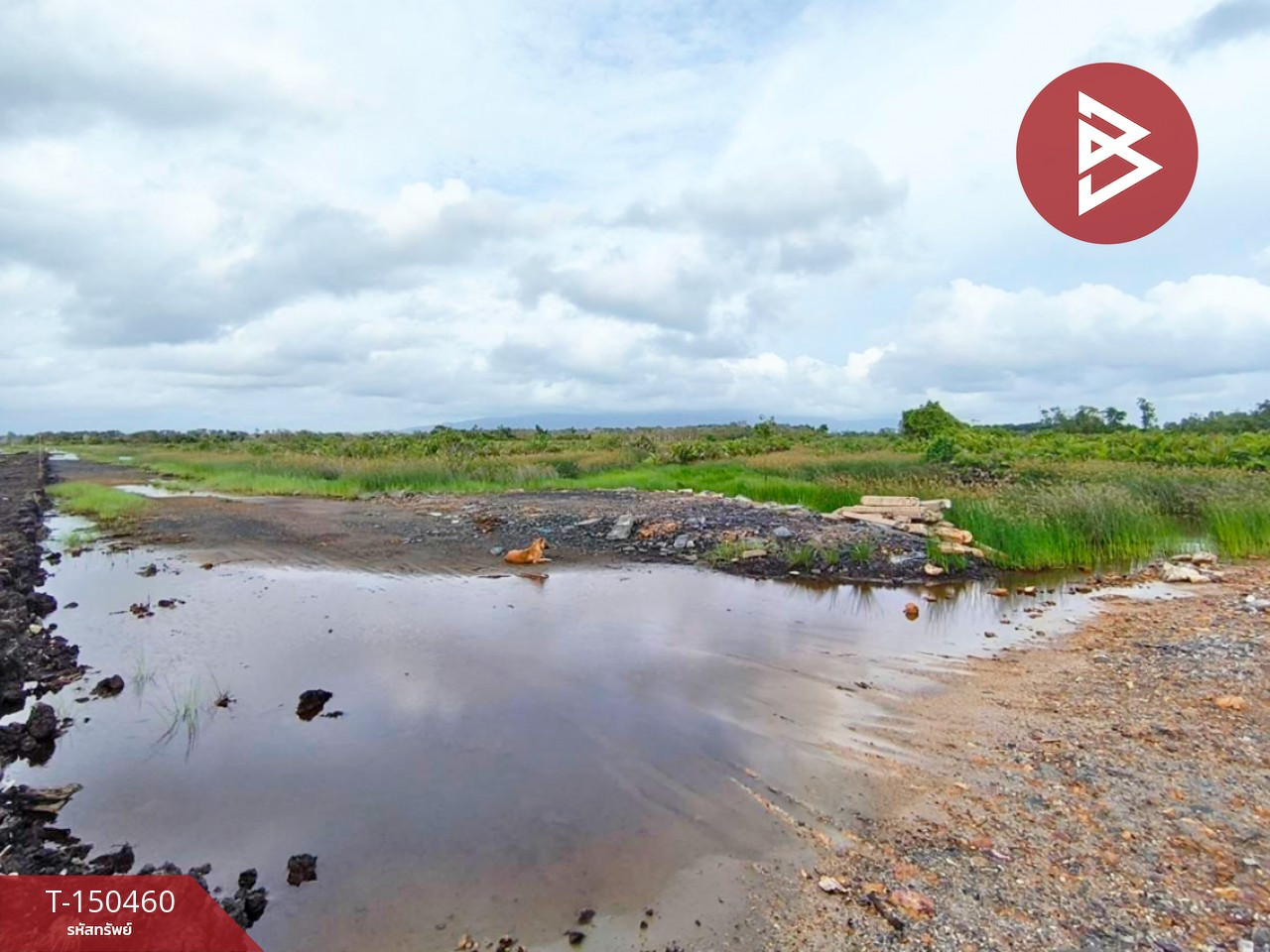 Empty land for sale, area 31 rai 1 ngan 55 square wah, Bang Kacha, Chanthaburi, near Ashram Din Village. Empty land for sale, area 31 rai 1 ngan 55 square wah, Bang Kacha, Chanthaburi, near Ashram Din Village.