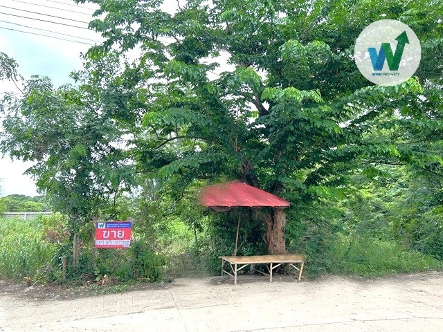  ขายที่ดินเปล่า 243.3  ตร.ว. หน้ากว้าง 41 ม. ลึก 24 ม. น้ำไฟผ่านแล้ว ใกล้ม.ธรรมศาสตร์รังสิต  – รูปที่ 3
