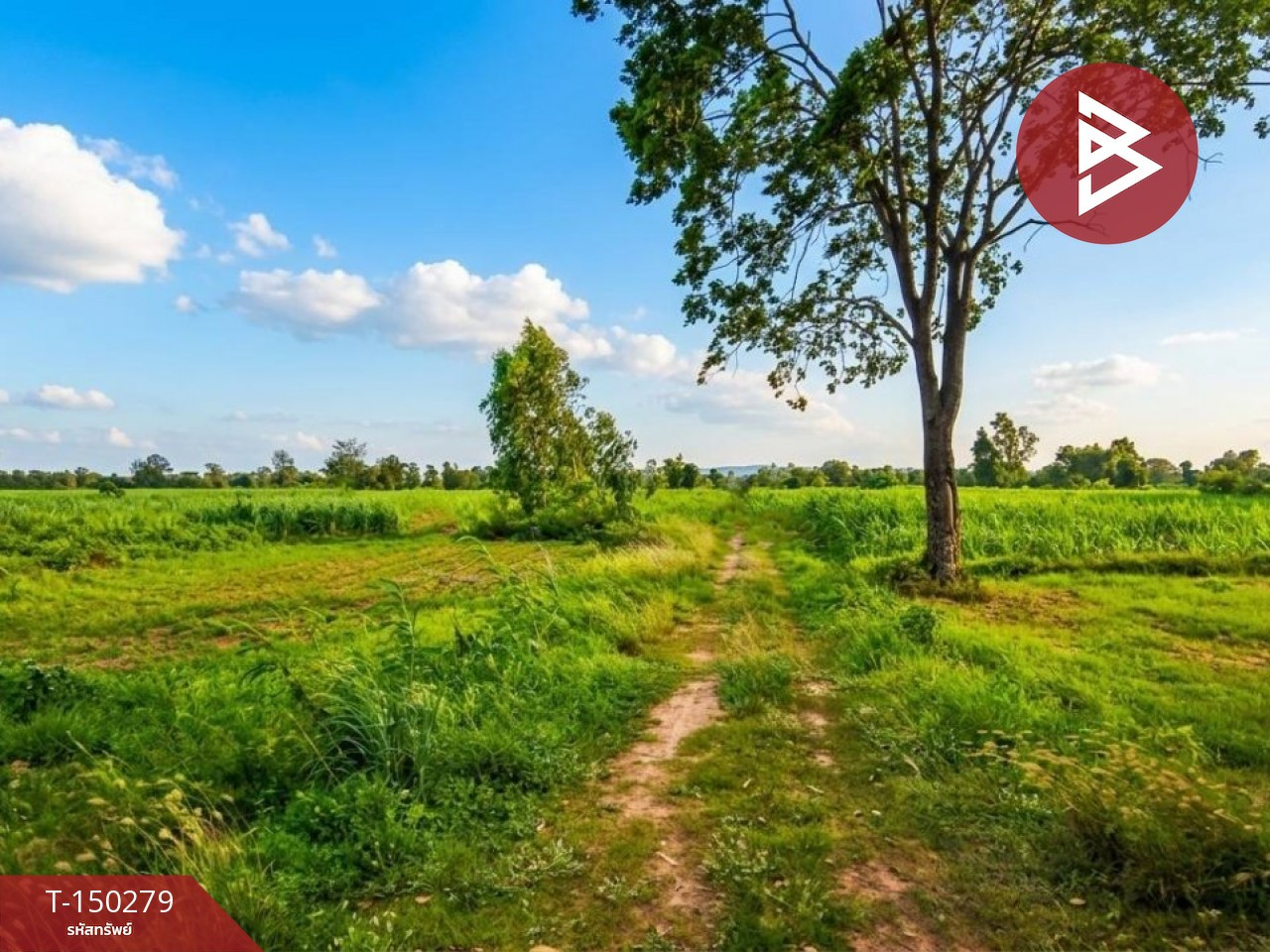 Land for sale, area 38 rai 1 ngan 85.7 square wah, That Thong Subdistrict, Phu Khiao District, Chaiyaphum Province. Land for sale, area 38 rai 1 ngan 85.7 square wah, That Thong Subdistrict, Phu Khiao District, Chaiyaphum Province.