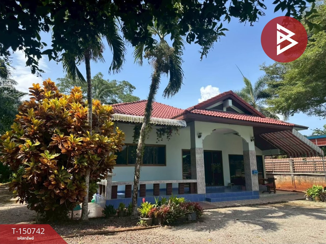 Single house for sale with land, area 1 rai, Pathio, Chumphon. Single house for sale with land, area 1 rai, Pathio, Chumphon.