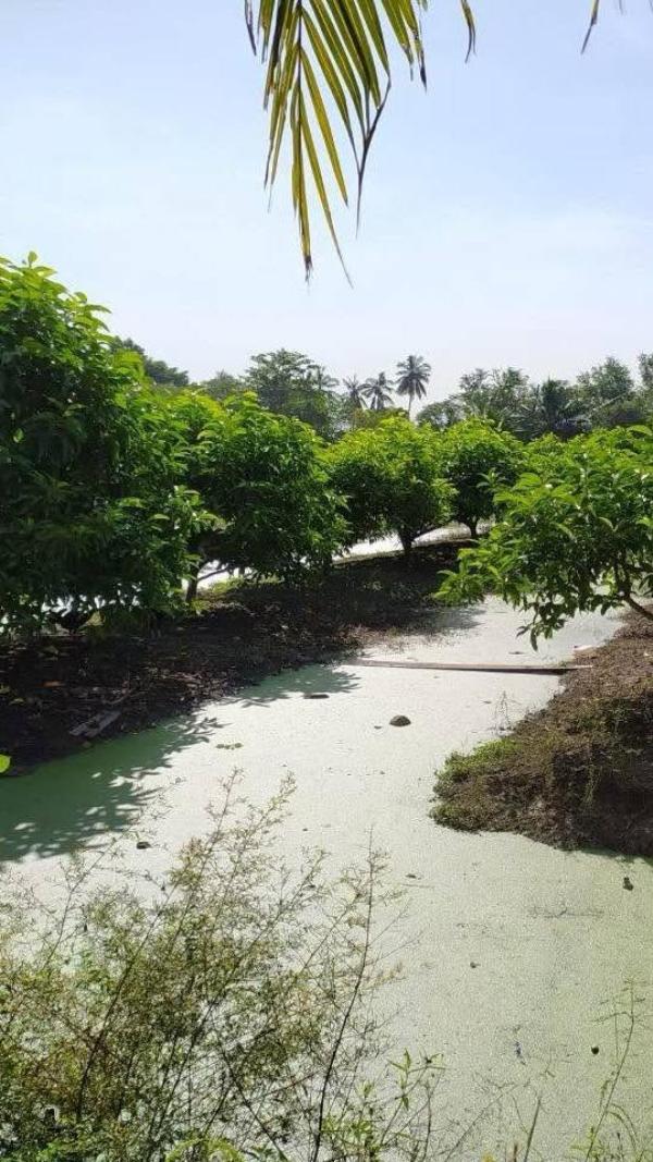ขายที่ดิน2แปลง ถนนเลียบคลองภาษีเจริญฝั่งใต้ ซอย.3 แขวงหนองแขม เขตหนองแขม  หนองแขม เขต หนองแขม กรุงเทพ CX-173260