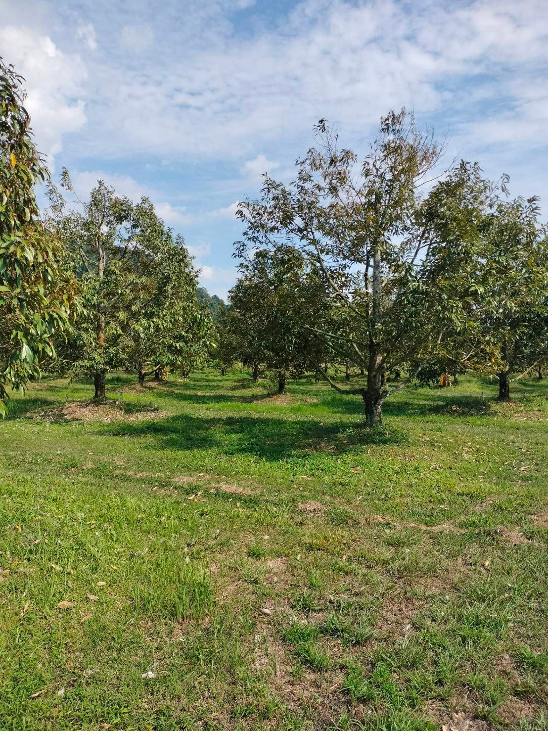 Durian orchard for sale, 87 rai, good location, ready to continue doing business immediately, Na Yai Am District, Chanthaburi Province. – รูปที่ 3