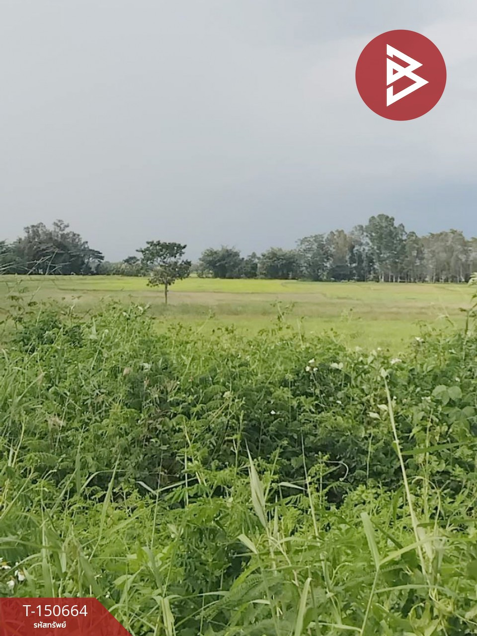 Land for sale, area 2 rai 1 ngan 28 square wah, Thoeng, Chiang Rai. – รูปที่ 3