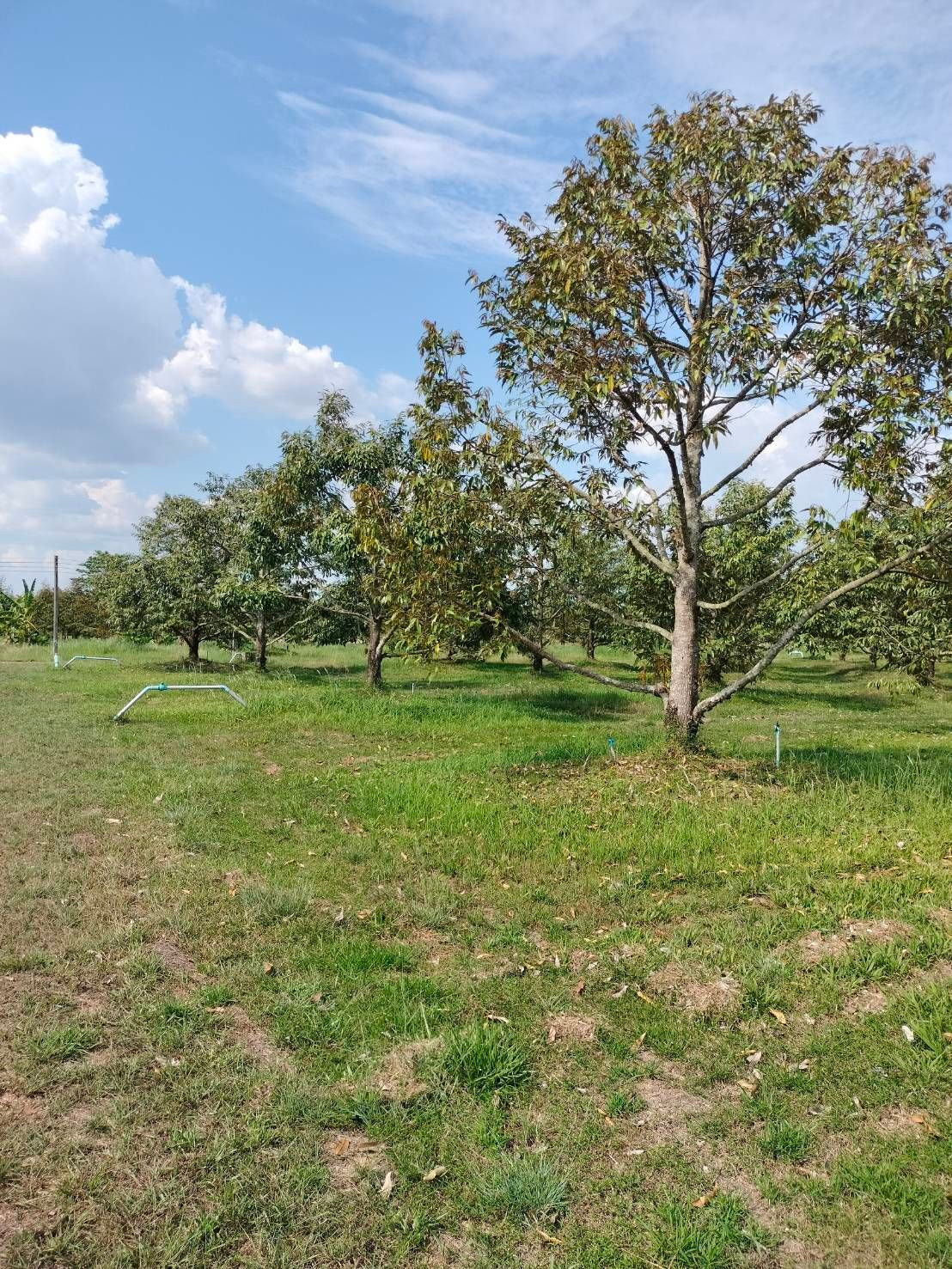 Durian orchard for sale, 87 rai, good location, ready to continue doing business immediately, Na Yai Am District, Chanthaburi Province. Durian orchard for sale, 87 rai, good location, ready to continue doing business immediately, Na Yai Am District, Chanthaburi Province.