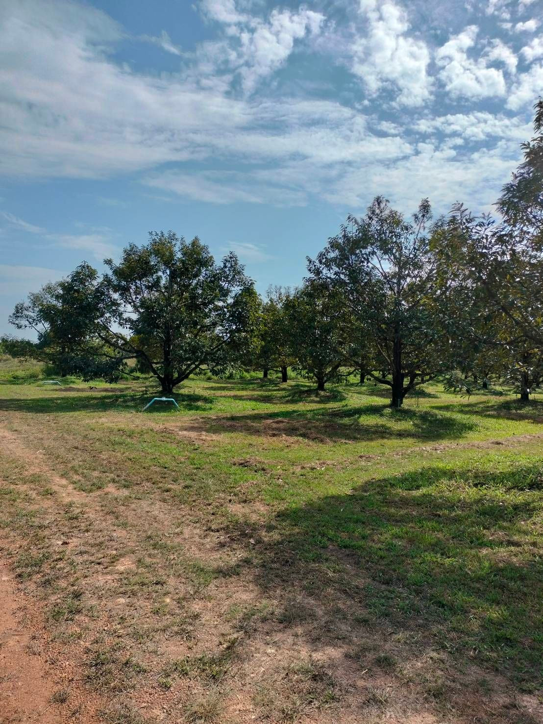 Durian orchard for sale, 87 rai, good location, ready to continue doing business immediately, Na Yai Am District, Chanthaburi Province. – รูปที่ 4