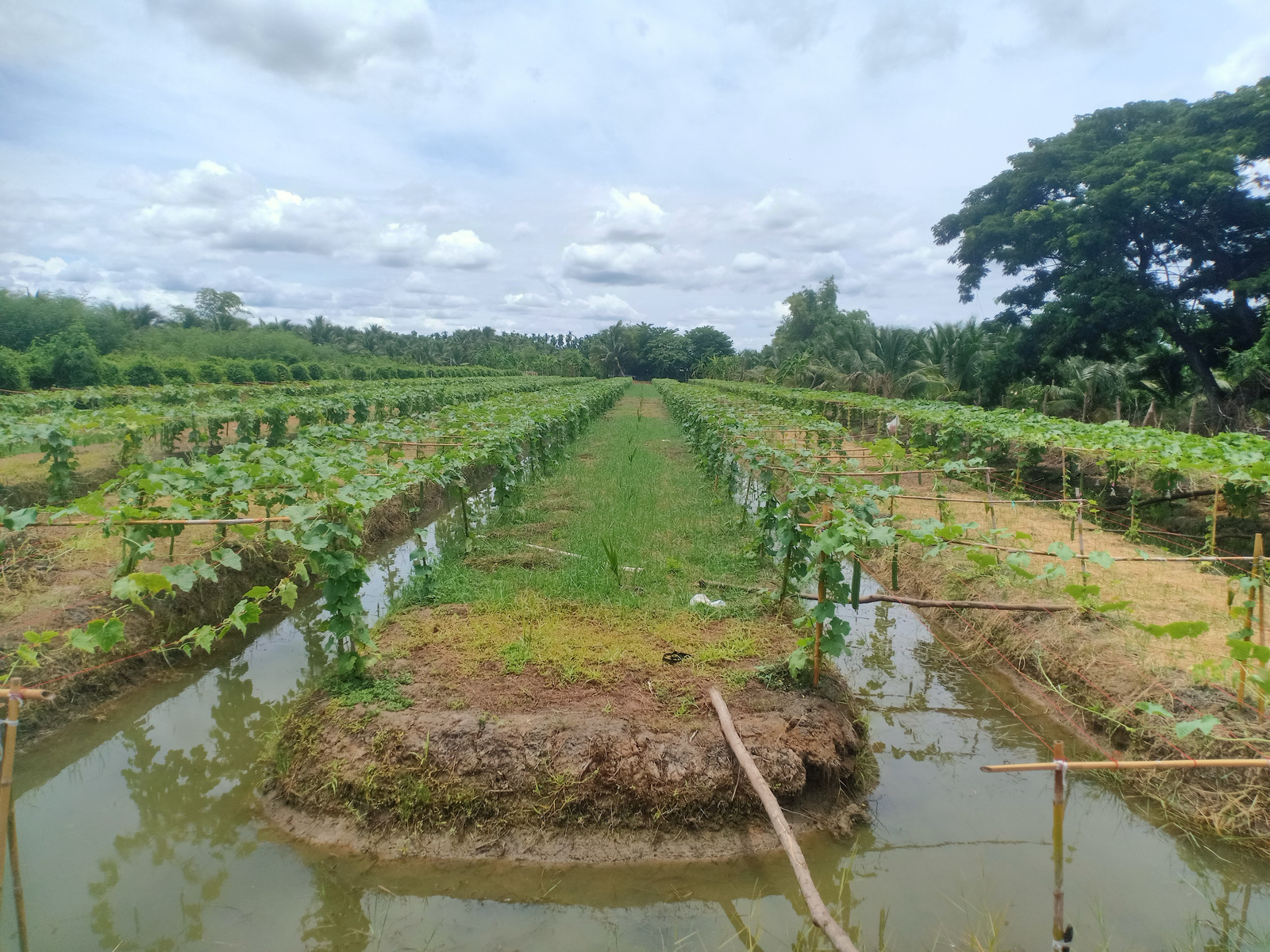 For sale at the coconut plantation with produce. 3 rai 28 square wah, price 1.5 million, negotiable. – รูปที่ 3