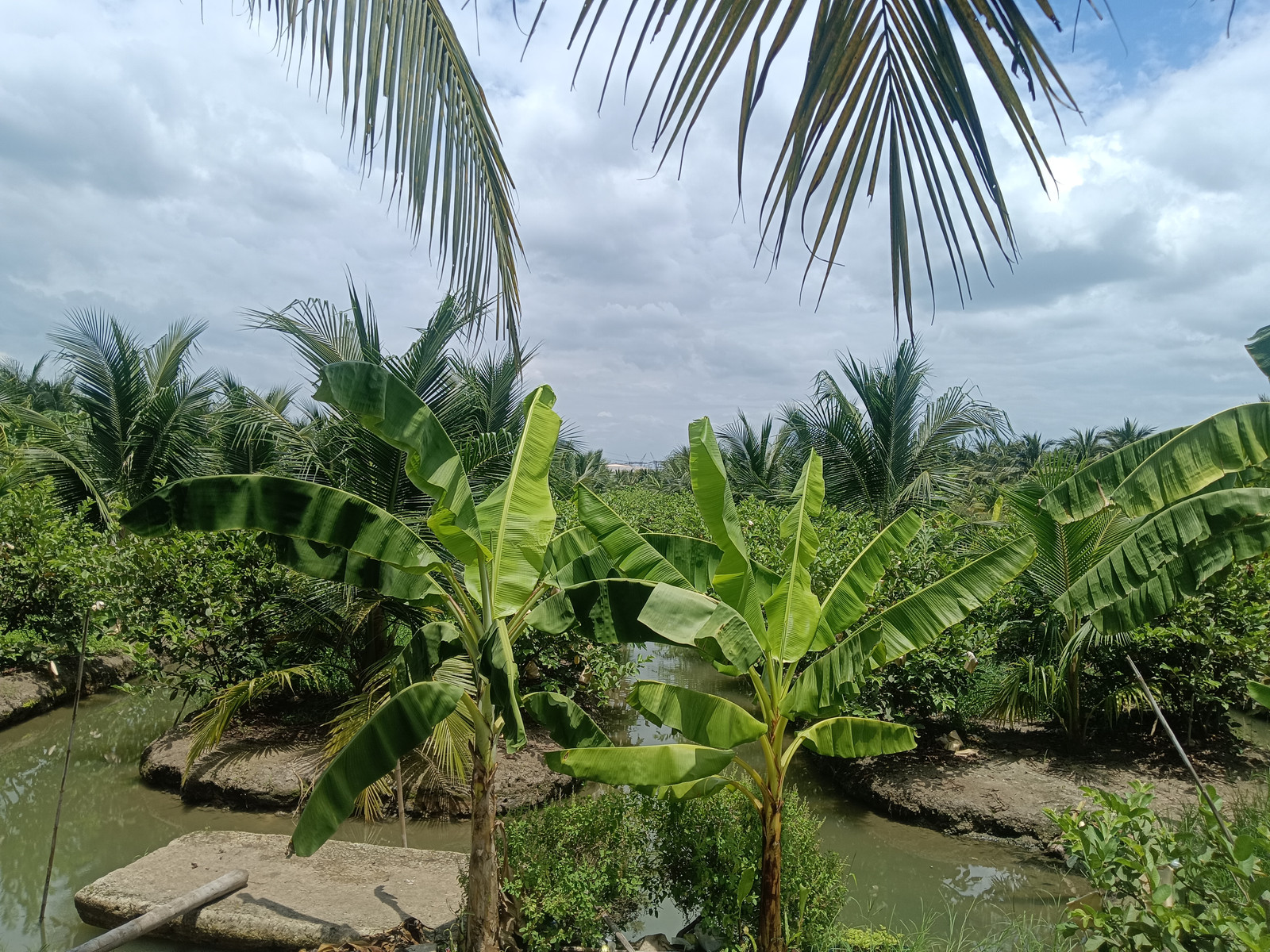 For sale at the coconut plantation with produce. 3 rai 28 square wah, price 1.5 million, negotiable. – รูปที่ 2