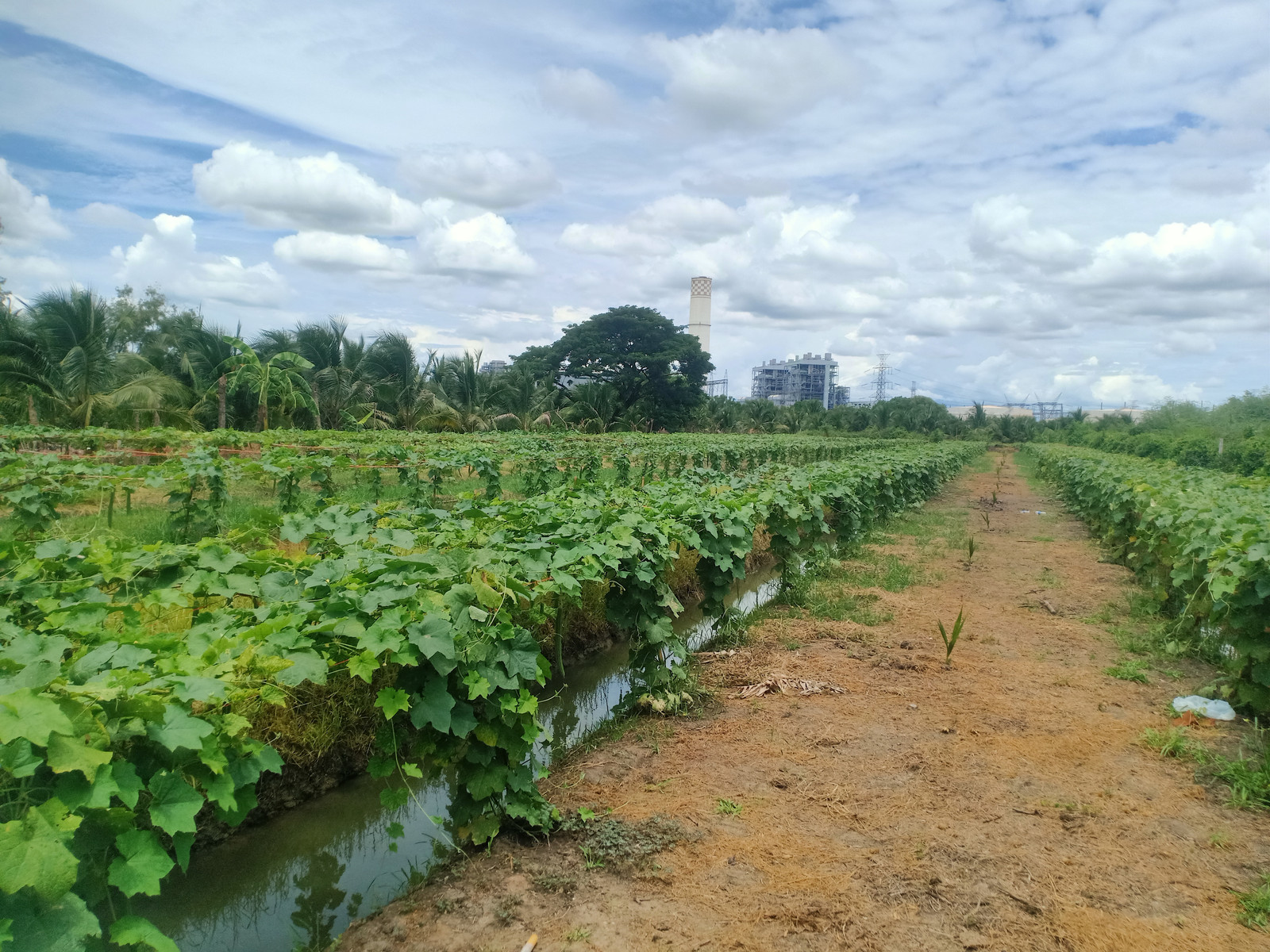 For sale at the coconut plantation with produce. 3 rai 28 square wah, price 1.5 million, negotiable. – รูปที่ 4