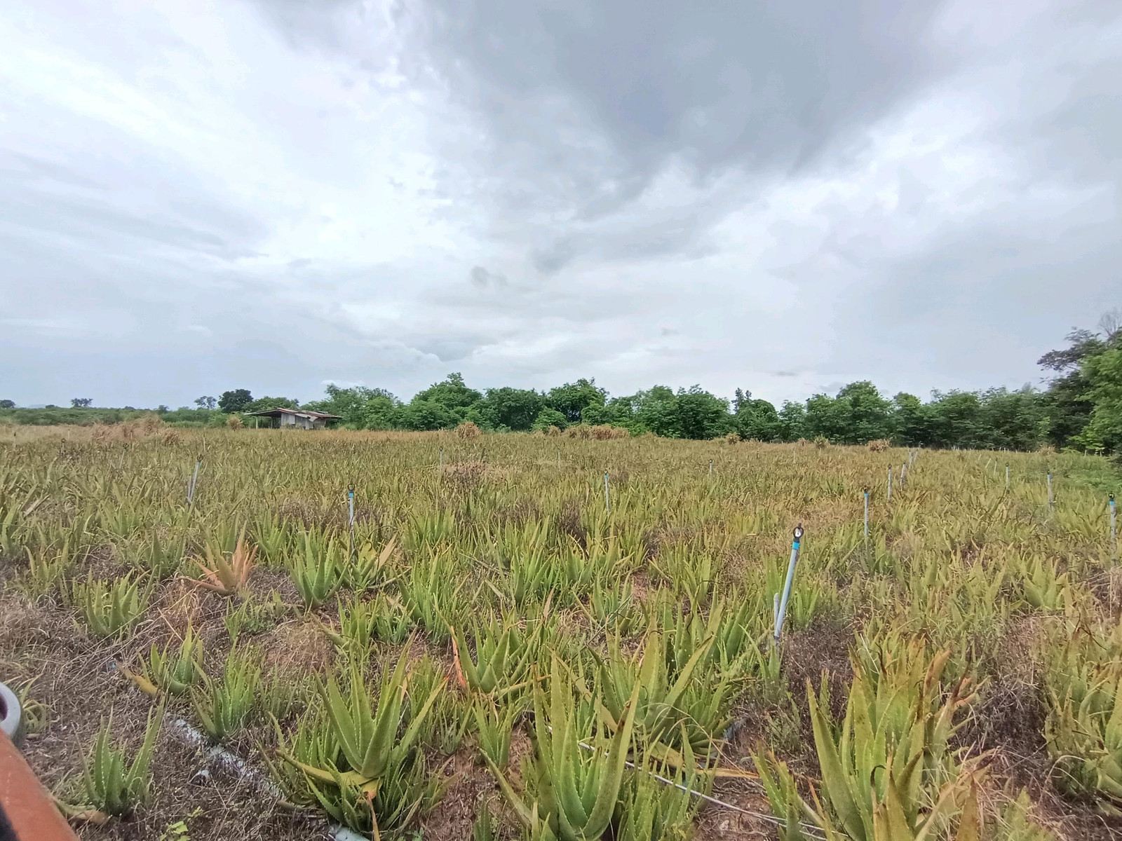 Land for sale, Red Garuda title deed, cheap price – รูปที่ 4