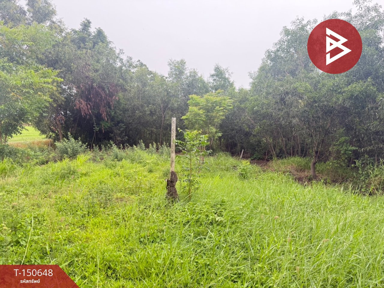 ขายที่ดิน เนื้อที่ 50 ตร.วา ลาดบัวหลวง พระนครศรีอยุธยา – รูปที่ 3
