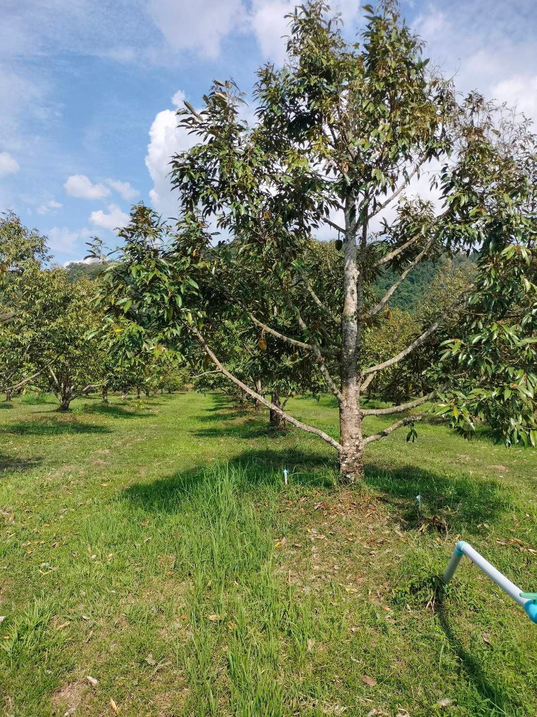 Durian orchard for sale, 87 rai, good location, ready to continue doing business immediately, Na Yai Am District, Chanthaburi Province. – รูปที่ 2